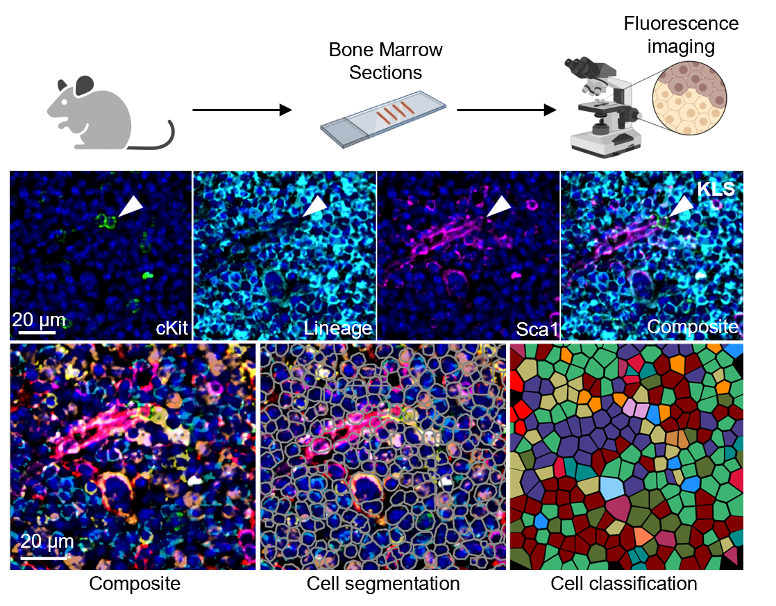imaging_data