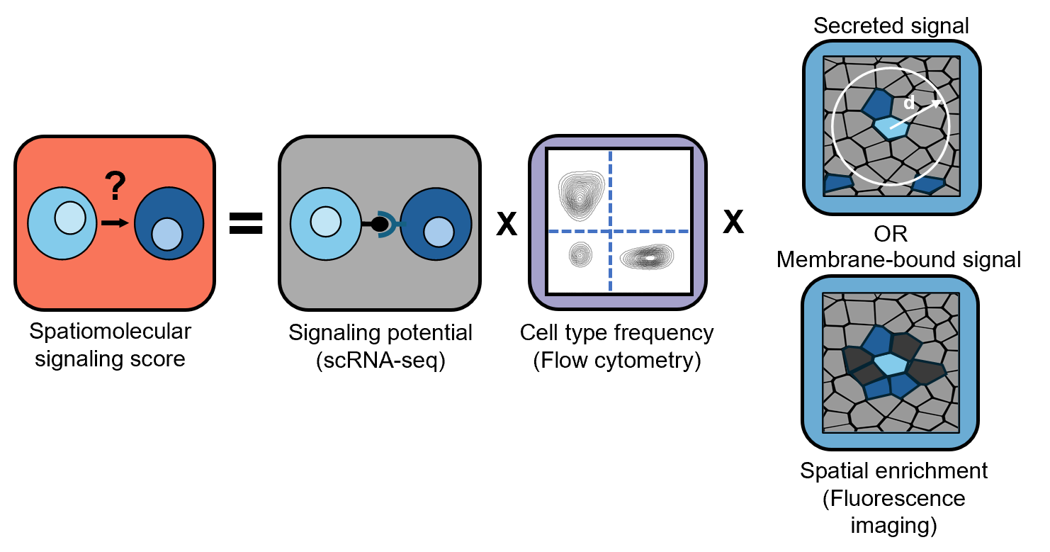 spatiomolecular_signaling_score_calc